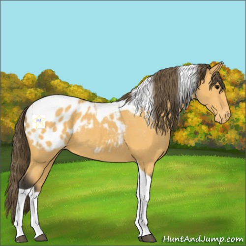 Horse Color:Buckskin Tobiano Blanket