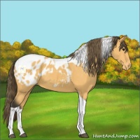 Horse Color:Buckskin Tobiano Blanket 