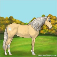 Horse Color:Palomino