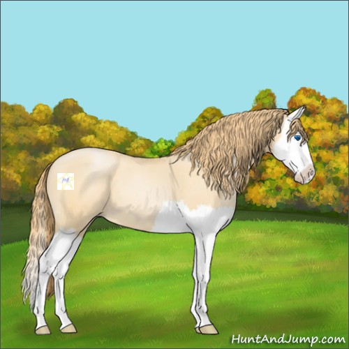 Horse Color:Buckskin Pearl Splash 