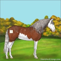 Horse Color:Silver Brown Splash