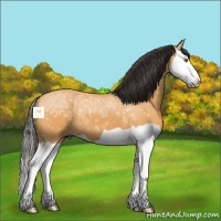 Horse Color:Buckskin Ice Splash 