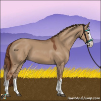 Horse Color:Red Dun Sabino Splash