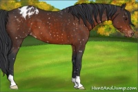 Horse Color:Brown Appaloosa 