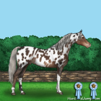 Horse Color:Liver Chestnut Mushroom Tobiano Appaloosa