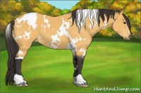 Horse Color:White Spotted Buckskin 