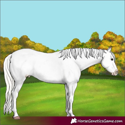Horse Color:Silver Bay Ice Tobiano Blanket