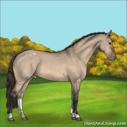 Horse Color:Bay Dun Appaloosa 