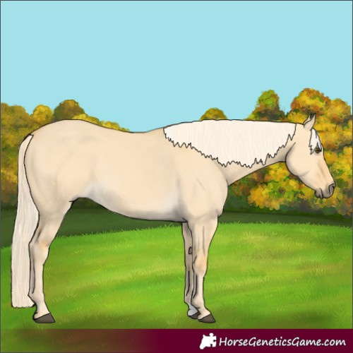 Horse Color:Palomino Dun