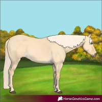 Horse Color:Palomino Dun