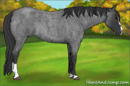 Horse Color:Blue Roan Sabino Rabicano