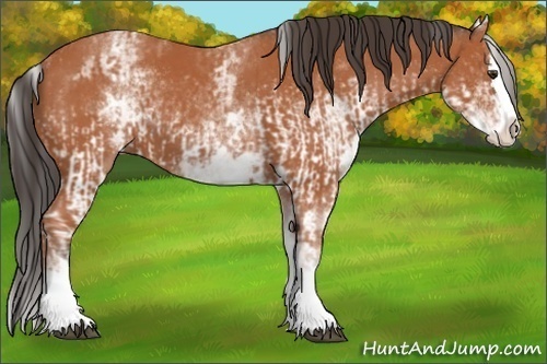 Horse Color:White Spotted Bay Splash  and White Spotted Bay Splash 