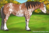 Horse Color:White Spotted Bay Splash  and White Spotted Bay Splash 