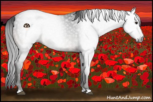 Horse Color:Gray Brown Appaloosa 