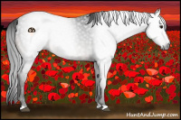 Horse Color:Gray Brown Appaloosa 