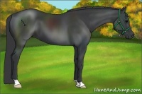 Horse Color:Black 