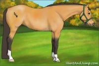 Horse Color:Buckskin 