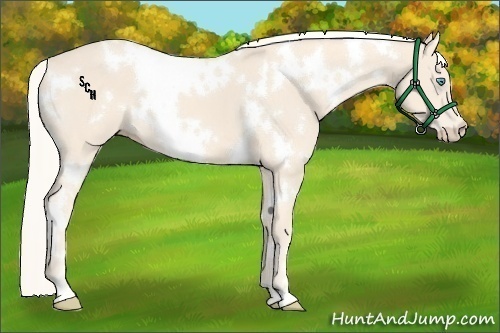 Horse Color:White Spotted Cremello 