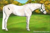 Horse Color:White Spotted Cremello 