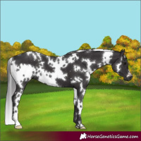 Horse Color:White Spotted Smoky Black