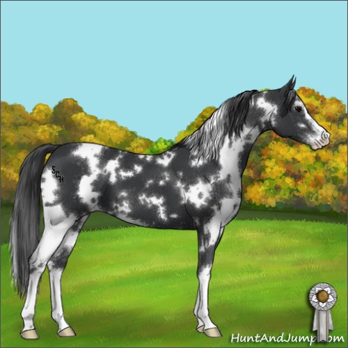 Horse Color:White Spotted Black Sabino