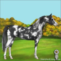 Horse Color:White Spotted Black Sabino