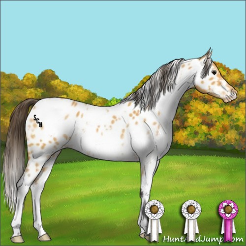 Horse Color:White Spotted Buckskin Appaloosa 