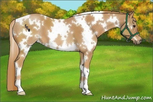 Horse Color:White Spotted Chestnut 