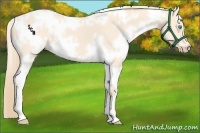 Horse Color:White Spotted Perlino