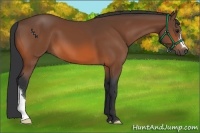 Horse Color:Bay 