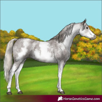 Horse Color:Gray White Spotted Silver Blue Roan