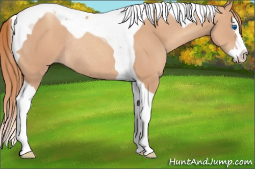 Horse Color:Gold Champagne Splash Tobiano Rabicano 
