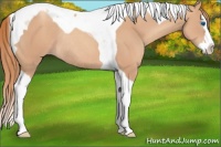 Horse Color:Gold Champagne Splash Tobiano Rabicano 