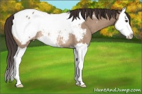 Horse Color:Brown Roan Dun Splash Snowcap Rabicano 