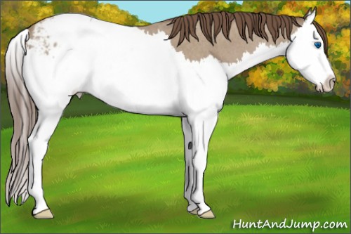 Horse Color:Classic Champagne Roan Splash Appaloosa 