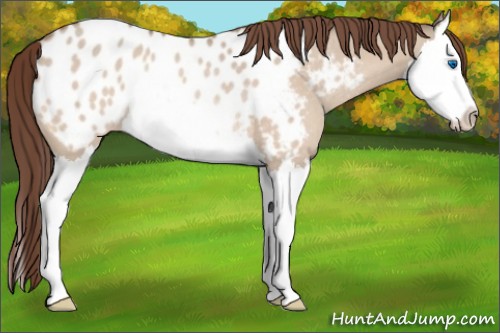 Horse Color:Amber Champagne Dun Splash Appaloosa Rabicano 