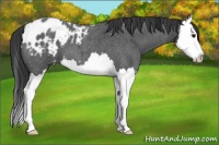 Horse Color:Blue Roan Sabino Splash Appaloosa