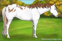 Horse Color:Red Roan Splash Appaloosa