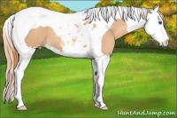 Horse Color:Gold Champagne Splash Tobiano