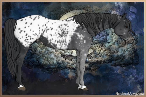 Horse Color:Black Appaloosa 