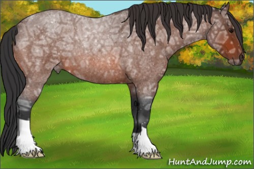 Horse Color:Bay Ice Roan