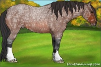 Horse Color:Bay Ice Roan 