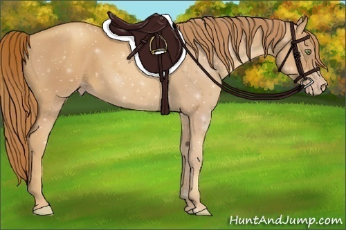 Horse Color:Gold Champagne 