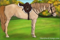 Horse Color:Gold Champagne