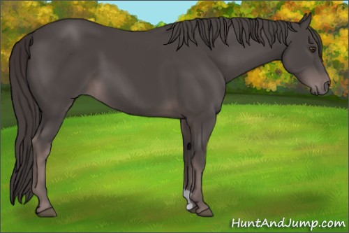 Horse Color:Platinum Liver Chestnut 