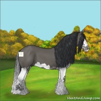 Horse Color:Grullo Splash 