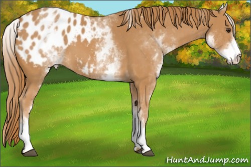 Horse Color:White Spotted Chestnut Blanket