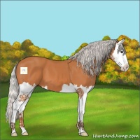 Horse Color:Silver Bay Splash 