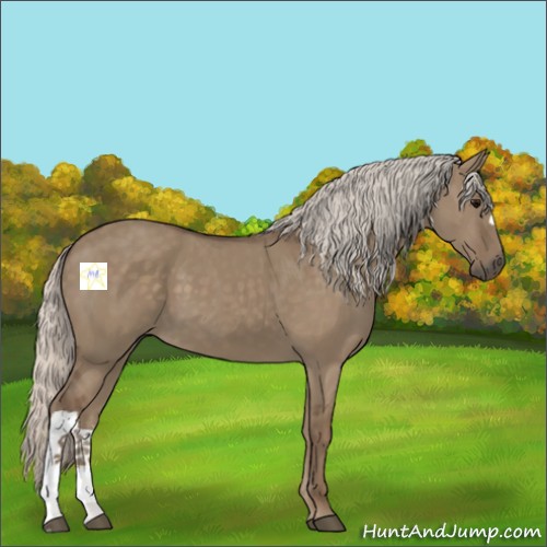 Horse Color:Silver Grullo 