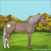 Horse Color:Silver Grullo 